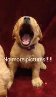 Leanne, a female Golden Retriever for sale in Rathdrum, ID – 2 of 6
