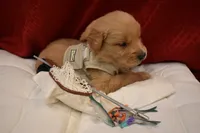 Biscuit, a male Golden Retriever for sale in Rathdrum, ID – 2 of 7