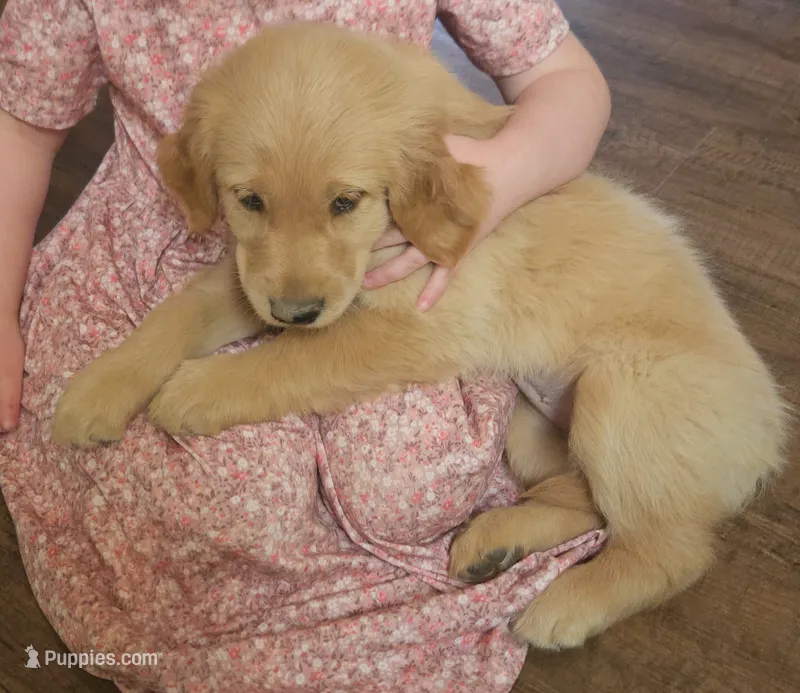 Millie – Golden Retriever puppy for sale in Rathdrum, ID