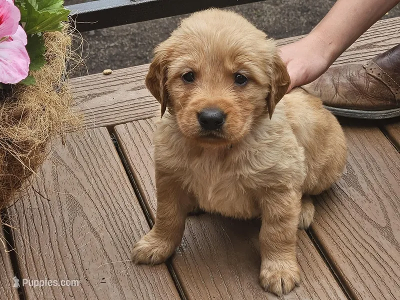 Biscuit – Golden Retriever puppy for sale in Rathdrum, ID