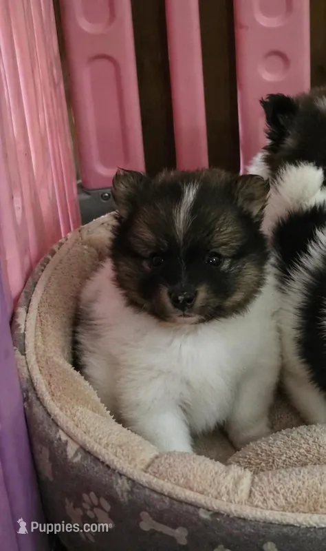 Stanley – Pomeranian puppy for sale in Spotsylvania, VA