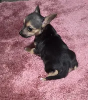 Dewey, a male Chorkie for sale in Spotsylvania, VA – 2 of 2
