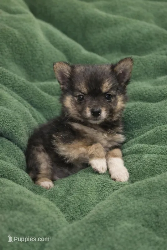 Squirt – Pomchi puppy for sale in Spotsylvania, VA
