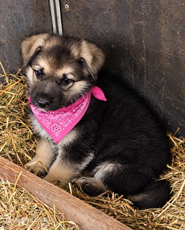 Avery – German Shepherd Dog puppy for sale in Spotsylvania, VA