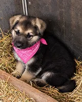 Avery, a female German Shepherd Dog for sale in Spotsylvania, VA – 1 of 1