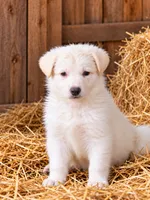Adam, a male German Shepherd Dog for sale in Spotsylvania, VA – 1 of 1
