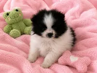 Bunny, a female Pomeranian for sale in Spotsylvania, VA – 1 of 1