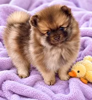 Carmin, a female Pomeranian for sale in Spotsylvania, VA – 1 of 1