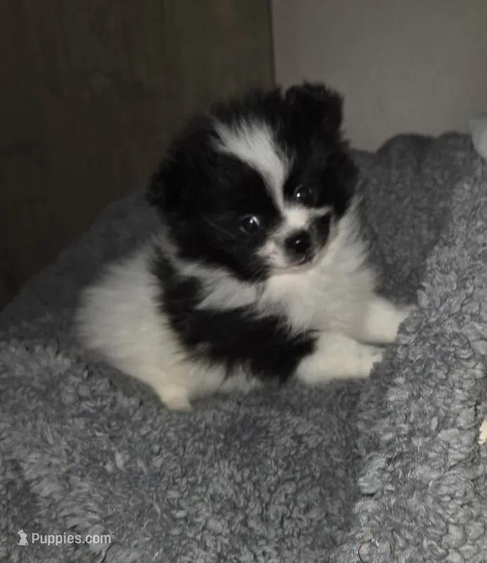 Carson – Pomeranian puppy for sale in Spotsylvania, VA