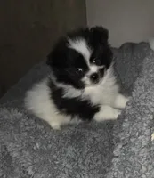 Carson, a male Pomeranian for sale in Spotsylvania, VA – 1 of 1