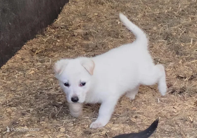 Aspen – German Shepherd Dog puppy for sale in Spotsylvania, VA