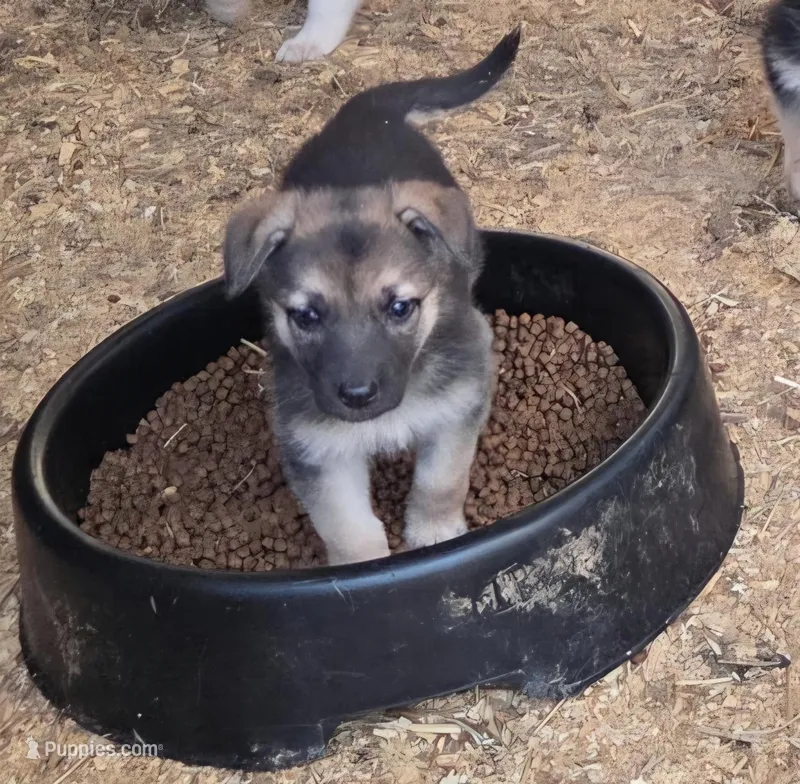 Herbie – German Shepherd Dog puppy for sale in Spotsylvania, VA