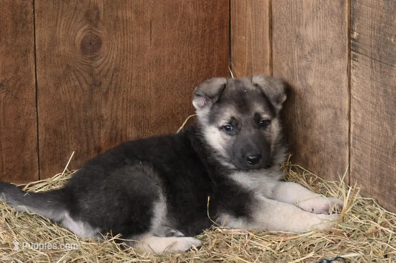 Cooper – German Shepherd Dog puppy for sale in Spotsylvania, VA