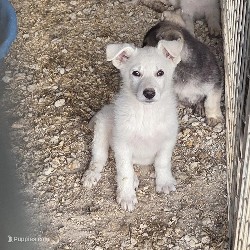 Igloo lowered $ – German Shepherd Dog puppy for sale in Spotsylvania, VA