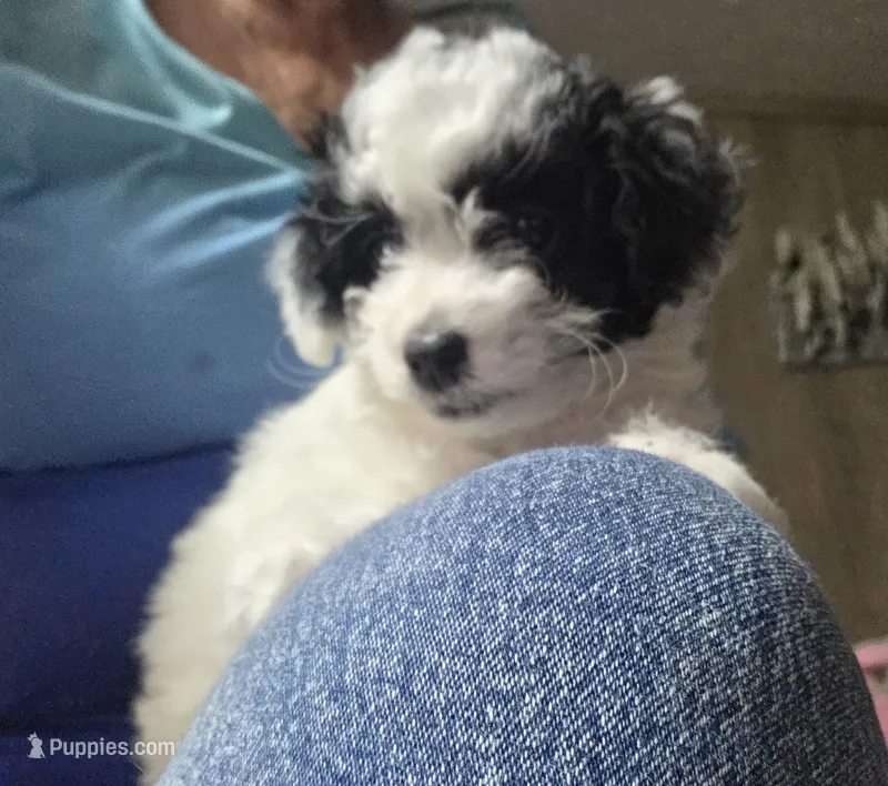 Tommie – Poodle - Toy  puppy for sale in Spotsylvania, VA