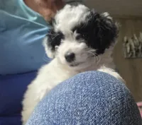 Tommie, a male Poodle - Toy  for sale in Spotsylvania, VA – 1 of 1