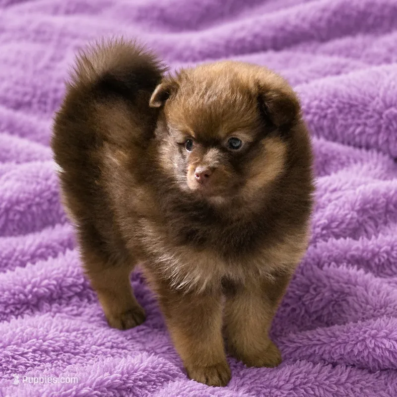 Cindy – Pomeranian puppy for sale in Spotsylvania, VA