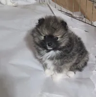 Herbie, a male Pomeranian for sale in Spotsylvania, VA – Photo 2 of 2