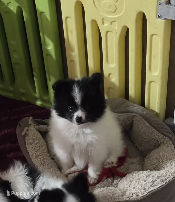 Sheldon – Pomeranian puppy for sale in Spotsylvania, VA