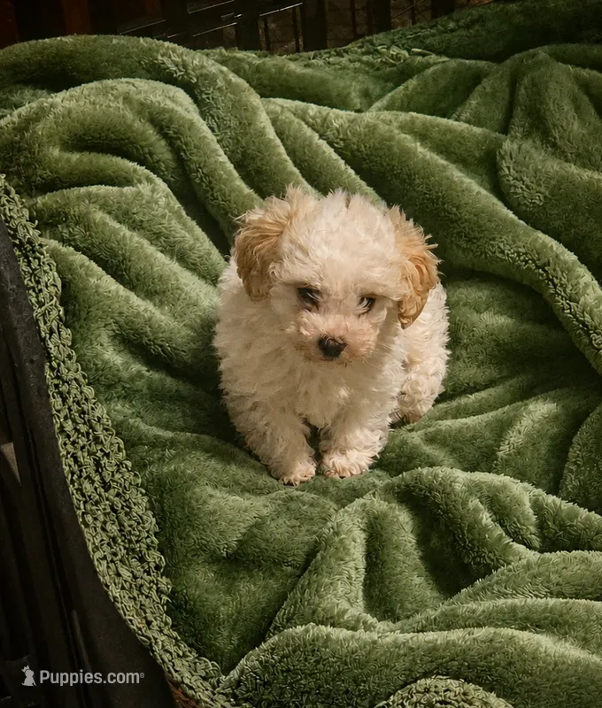 Dannie – Poodle - Toy  puppy for sale in Spotsylvania, VA