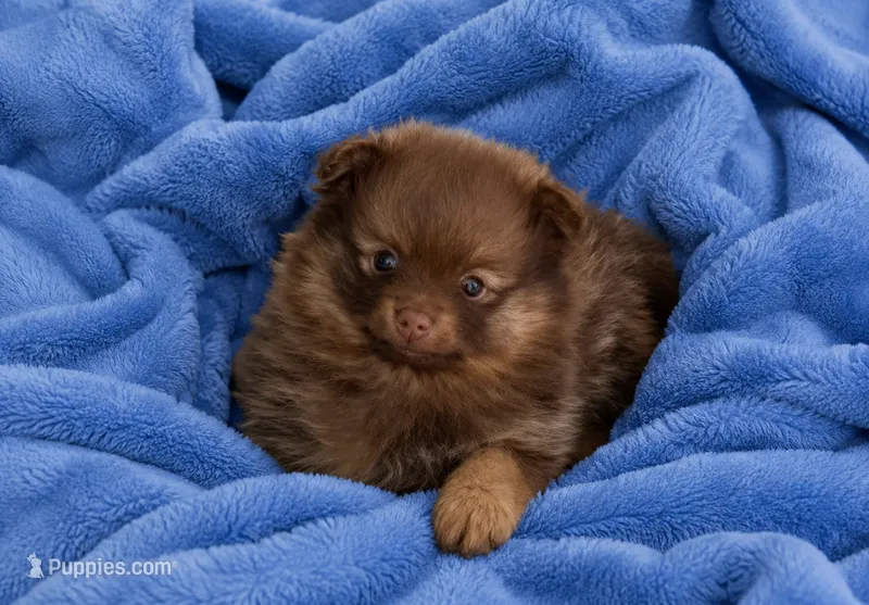 Buckweat – Pomeranian puppy for sale in Spotsylvania, VA