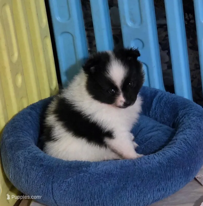 Spencer – Pomeranian puppy for sale in Spotsylvania, VA