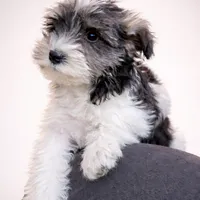 Lacey /Sold, a female Miniature Schnauzer for sale in Spotsylvania, VA – Photo 2 of 2