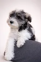 Lacey /Sold, a female Miniature Schnauzer for sale in Spotsylvania, VA – Photo 2 of 2