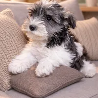 Lacey /Sold, a female Miniature Schnauzer for sale in Spotsylvania, VA – Photo 1 of 2