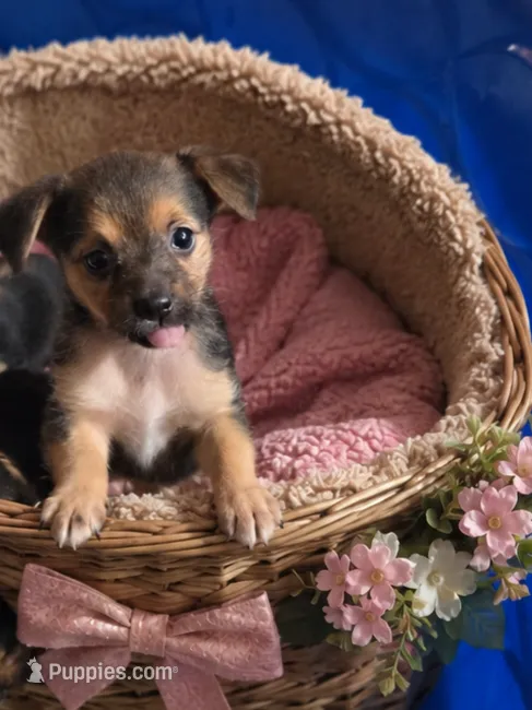 Pip – Chihuahua, Yorkshire Terrier puppy for sale in Spotsylvania, VA