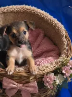 Pip, a male Chihuahua and Yorkshire Terrier for sale in Spotsylvania, VA – 1 of 2