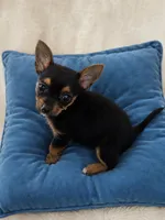 Chewy, a male Chorkie for sale in Spotsylvania, VA – 1 of 4