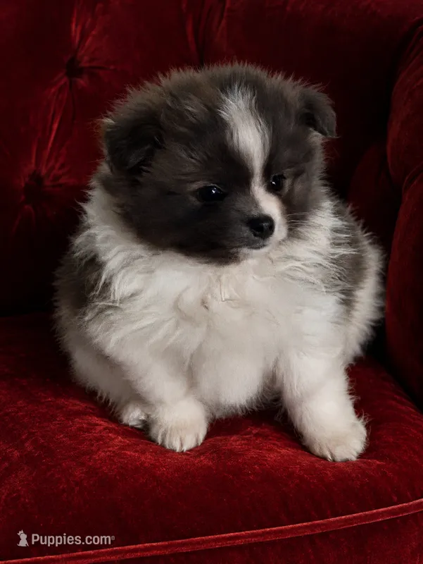Barry – Pomeranian puppy for sale in Spotsylvania, VA