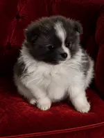 Barry, a male Pomeranian for sale in Spotsylvania, VA – 1 of 1