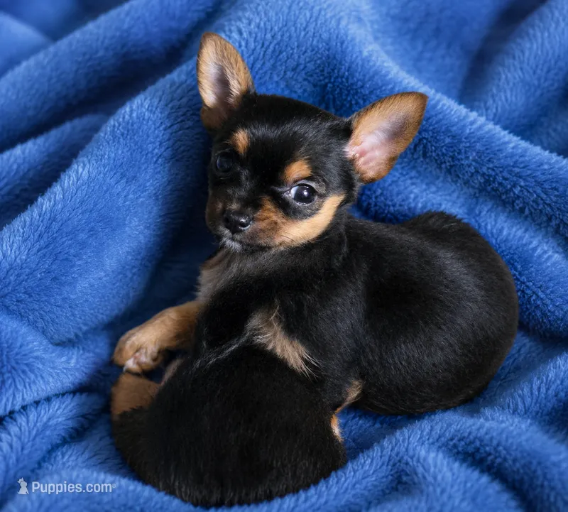 Dewey – Chorkie puppy for sale in Spotsylvania, VA