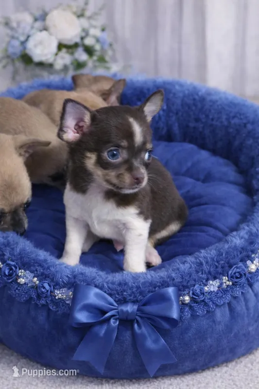 Bubbles, a male Chihuahua for sale in Spotsylvania, VA – Photo 1 of 1