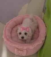 Dina, a female Poodle - Toy  for sale in Spotsylvania, VA – 1 of 3