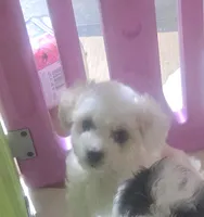 Dina, a female Poodle - Toy  for sale in Spotsylvania, VA – 2 of 3