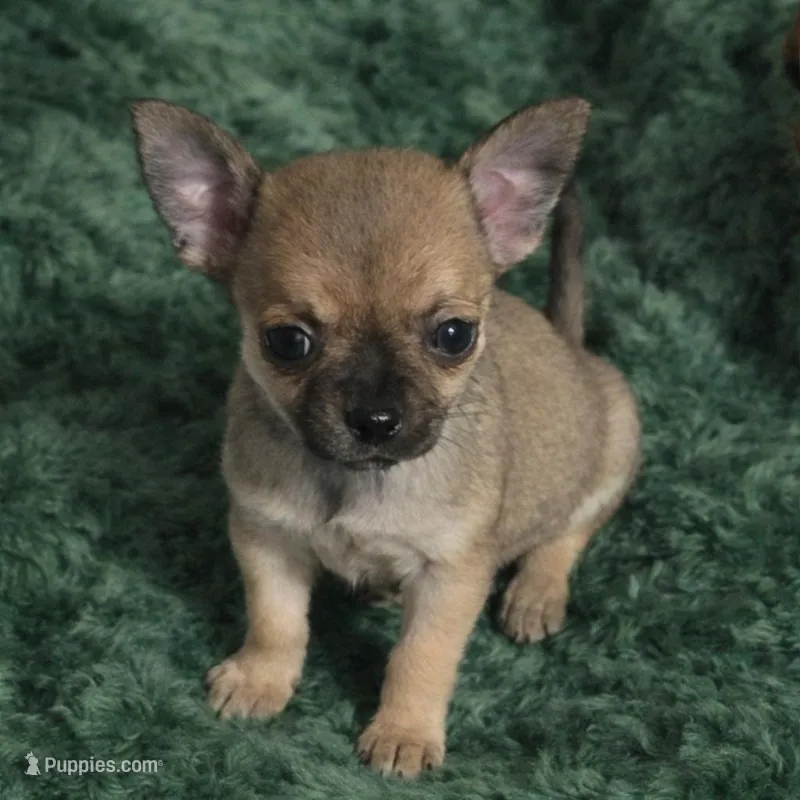 Ace, a male Chihuahua for sale in Spotsylvania, VA – Photo 1 of 1