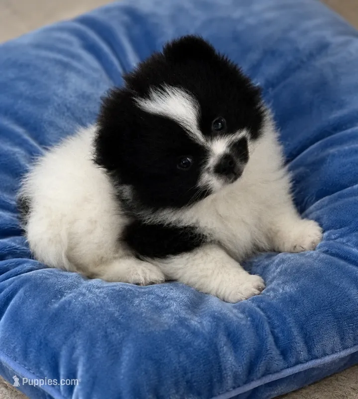 Carson – Pomeranian puppy for sale in Spotsylvania, VA