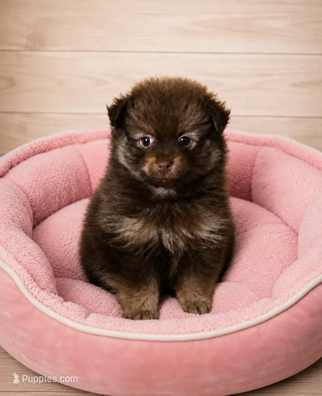 Cindy – Pomeranian puppy for sale in Spotsylvania, VA