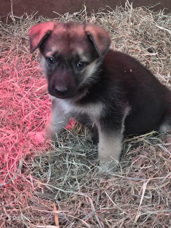 Remie – German Shepherd Dog puppy for sale in Spotsylvania, VA
