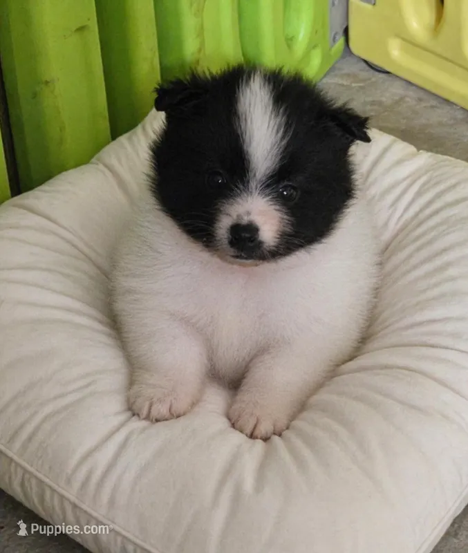 Sheldon, a male Pomeranian for sale in Spotsylvania, VA – Photo 1 of 2