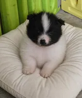 Sheldon, a male Pomeranian for sale in Spotsylvania, VA – Photo 1 of 2