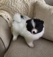 Sheldon, a male Pomeranian for sale in Spotsylvania, VA – Photo 2 of 2