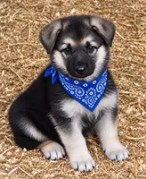 Austin, a male German Shepherd Dog for sale in Spotsylvania, VA – 1 of 1