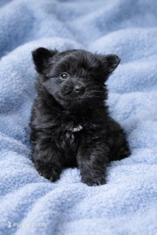 Rocco – Pomapoo puppy for sale in Spotsylvania, VA