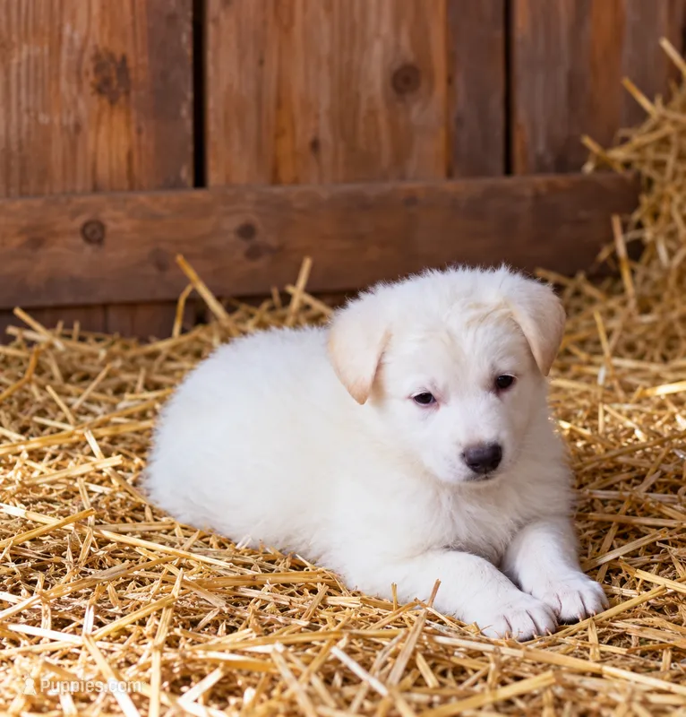 Alice – German Shepherd Dog puppy for sale in Spotsylvania, VA
