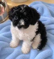 Dually, a male Poodle - Toy  for sale in Spotsylvania, VA – 1 of 1