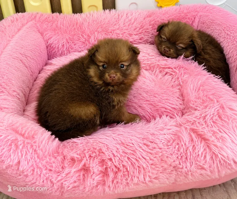 Mink – Pomeranian puppy for sale in Spotsylvania, VA